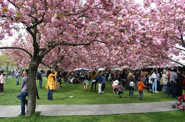 BBG-Cherry Blossom Festival